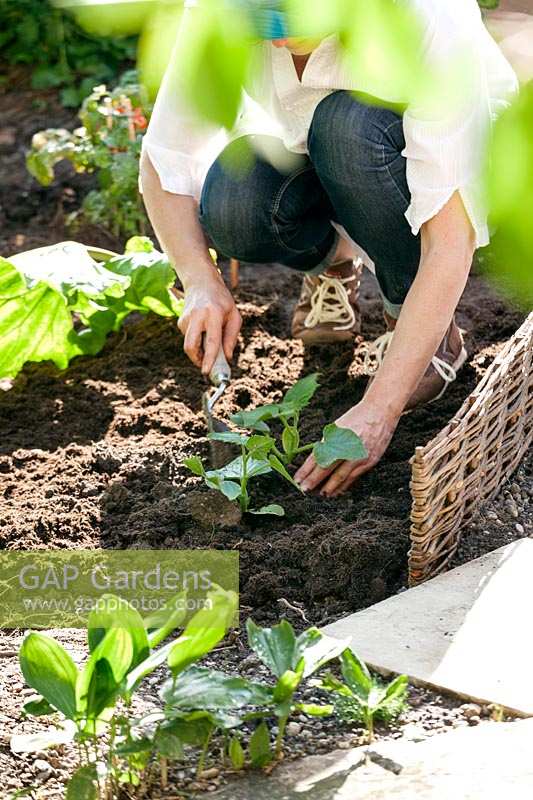 Planting of cucumber seedlings