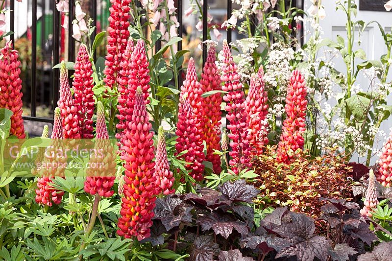 Perennial garden with Lupinus Beefeater