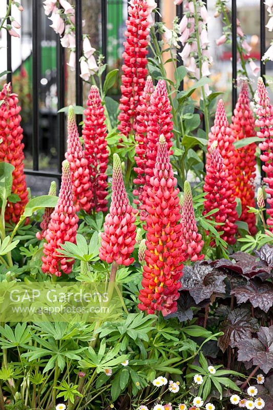 Perennial garden with Lupinus Beefeater