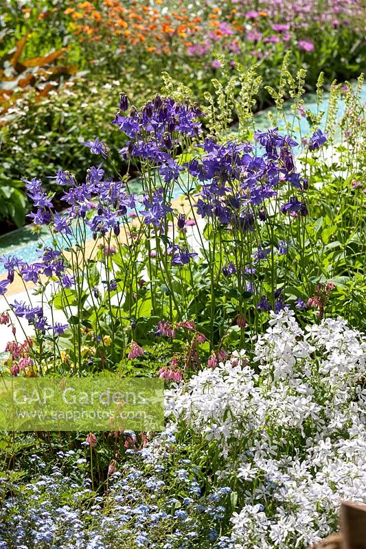 Colorful perennial garden with Aquilegia Hensol Harebell