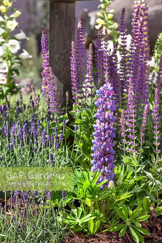Planting with Lupinus