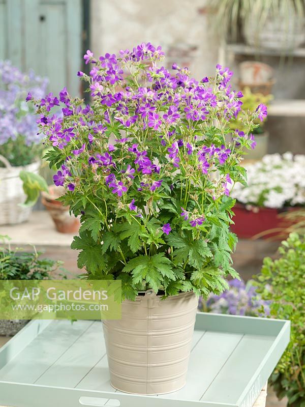 Geranium Mayflower in pot