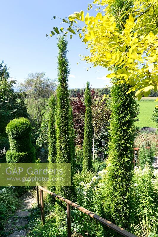 Garden design with topiary cut conifers and shrubs