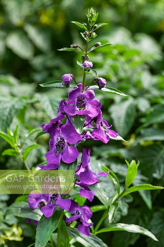 Angelonia Carita Purple