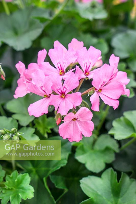 Pelargonium Grandeur ® Pure Pink