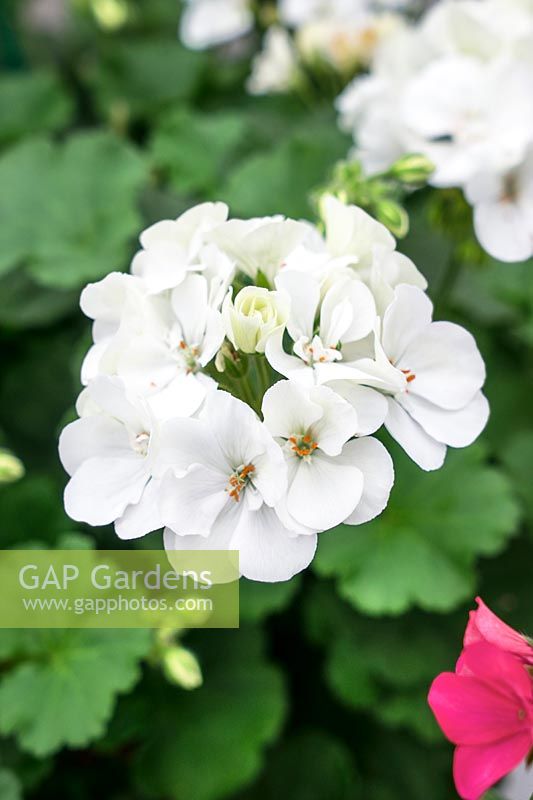 Pelargonium Grandeur ® Power White