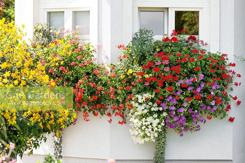 Window box with annuals