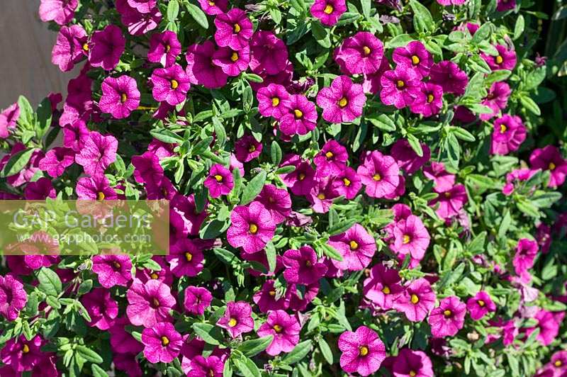 Calibrachoa Superbells ® Garden Rose