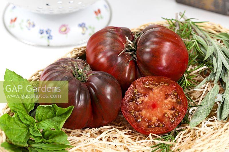 Solanum Schwarze Krim