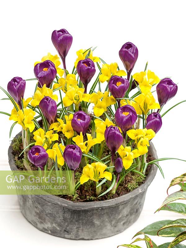 Flower bulb mix with Crocus and Iris in bowl