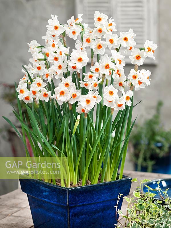 Narcissus tazetta Cragford in pot