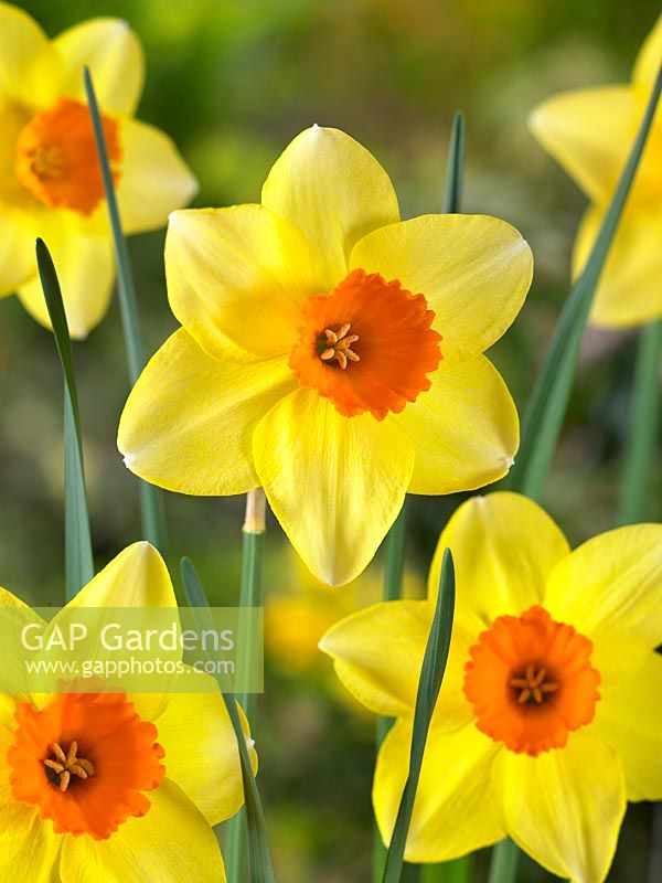 Narcissus Large Cupped Red Ranger