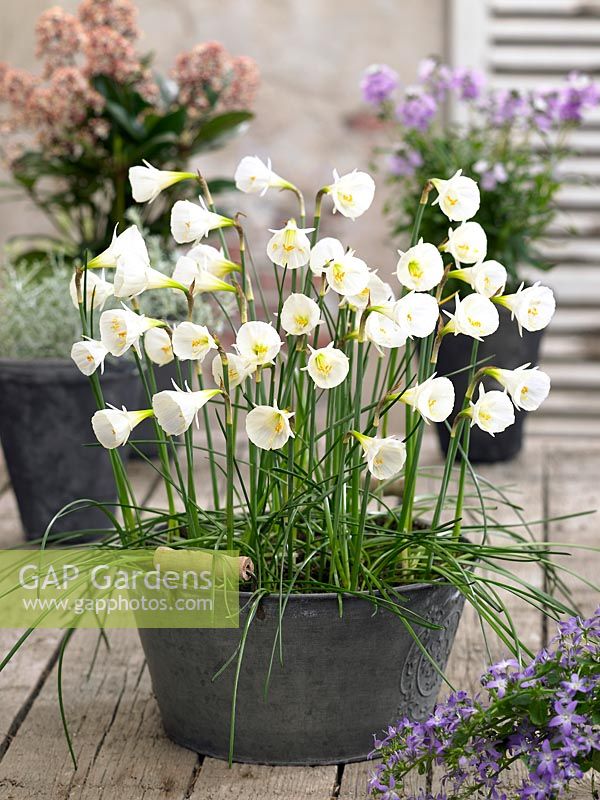 Narcissus White Petticoat in pot