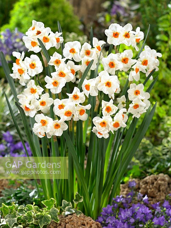 Narcissus Cragford