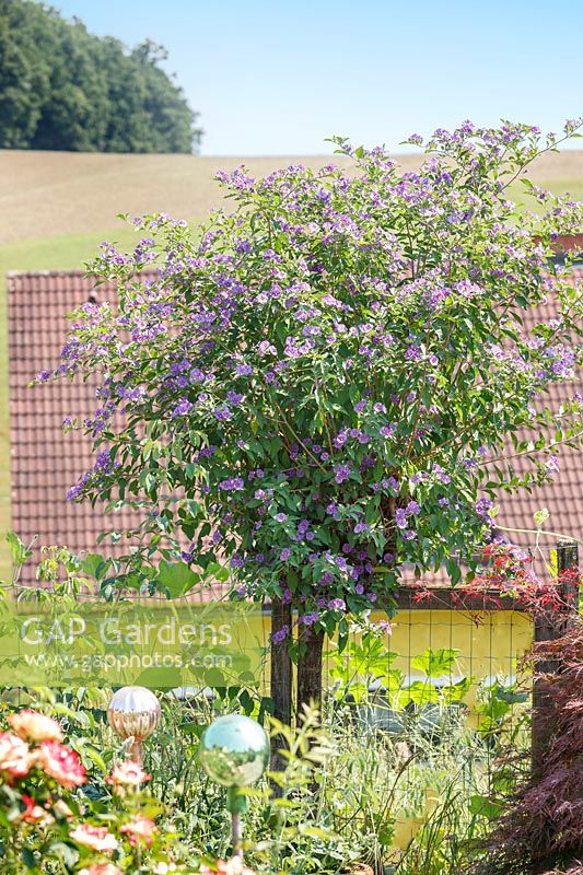 Planting with Solanum rantonnetii