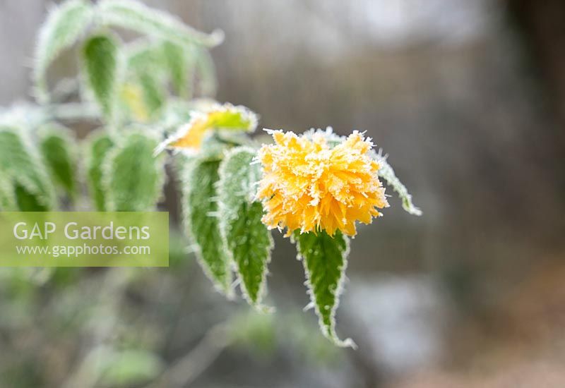 Impression with Kerria japonica in the winter