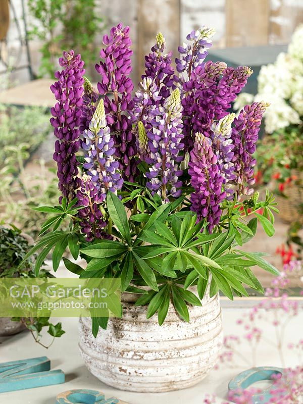 Lupinus Gallery Blue Shades in pot