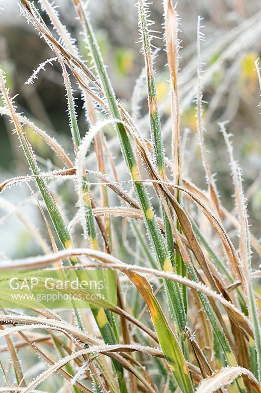 Impression with Miscanthus in the winter