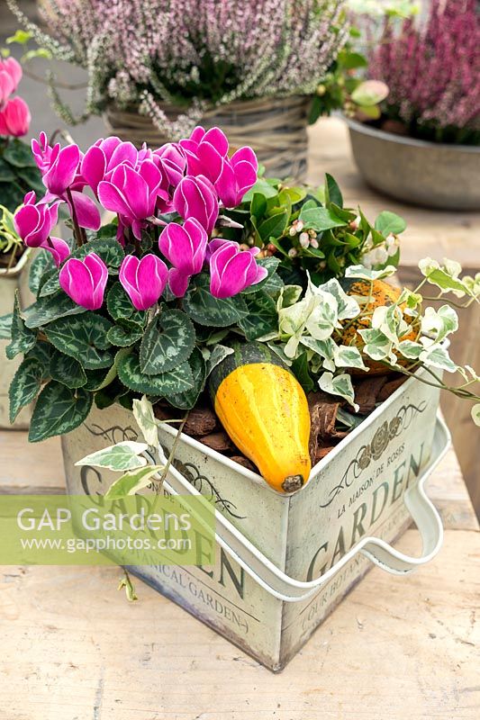 Plant container fall plants