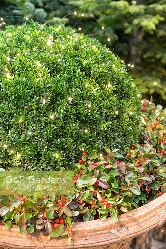 Christmas plant container with Buxus and Gaultheria