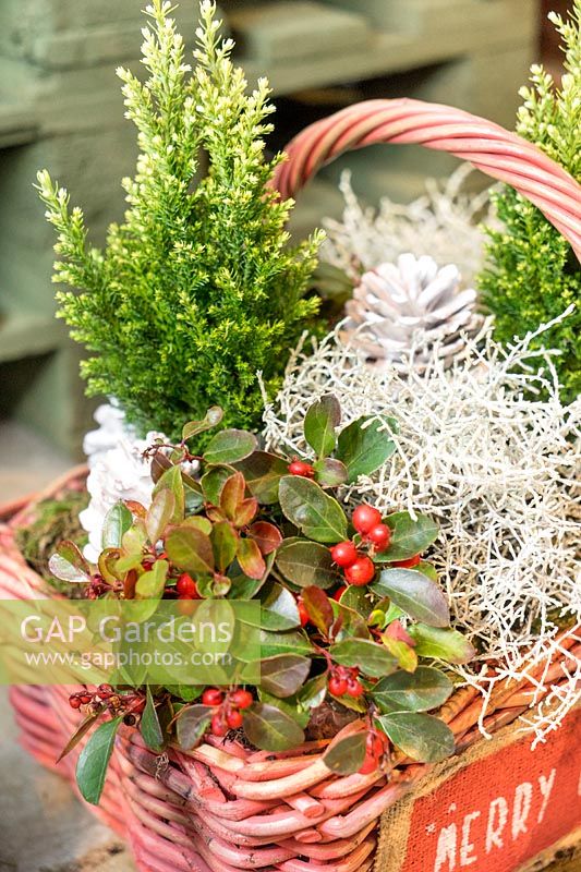 Christmas plant container with Gaultheria