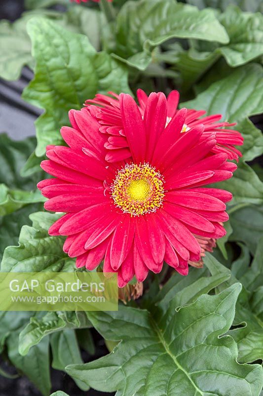 Gerbera Revolution ™ Bright Rose with Light Eye