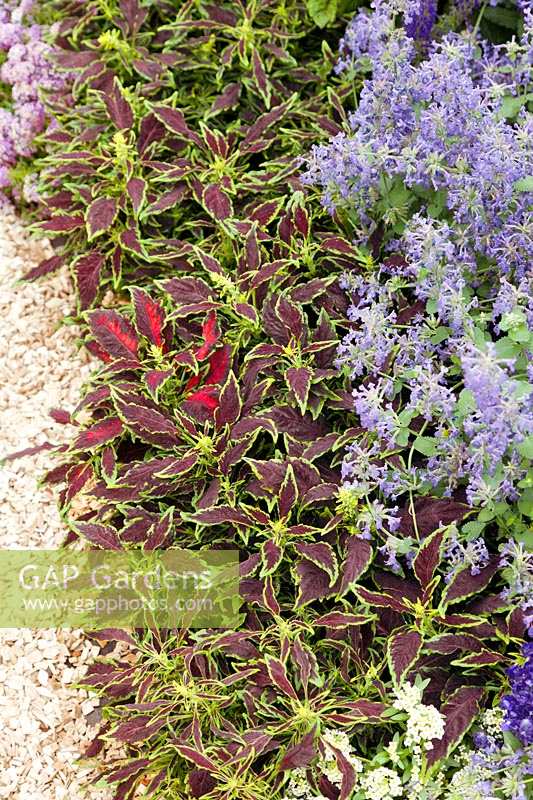 Planting with Plectranthus