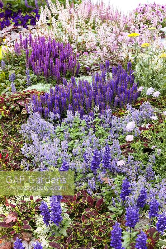 Plant border with annuals and perennials