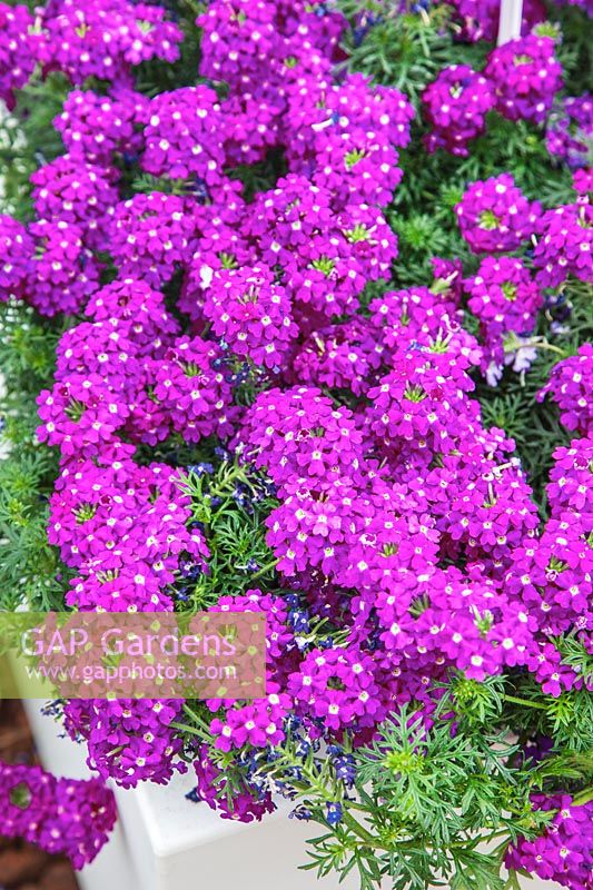 Verbena Tapien ®  Bouquet Purple