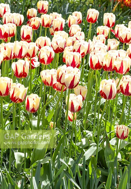 Tulipa Single Late World Expression