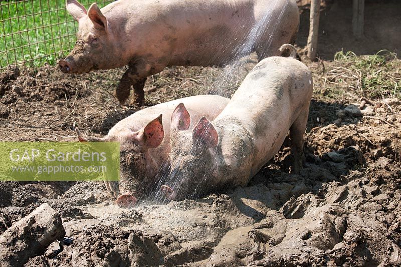Pigs in the mud