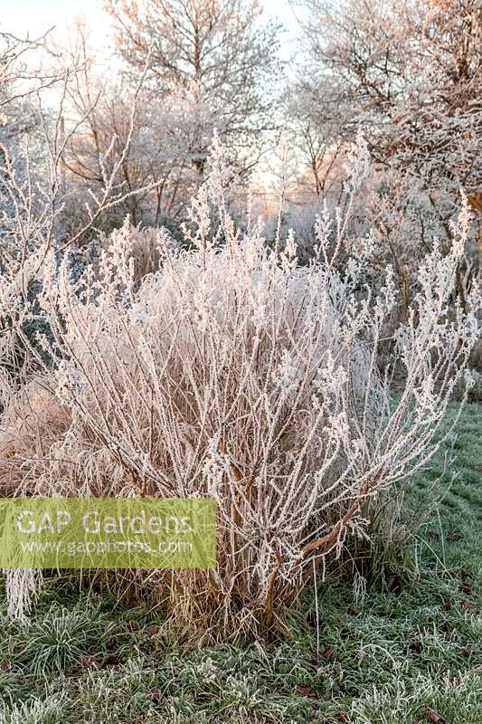 Shrubs in the winter with white frost