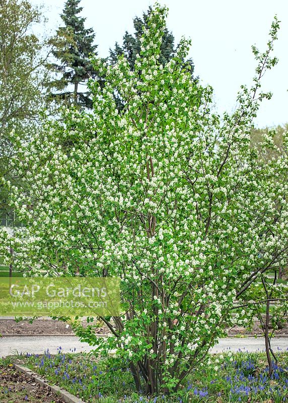 Amelanchier alnifolia Honeywood