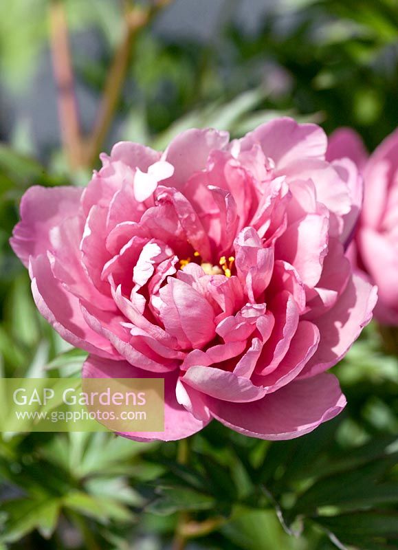 Paeonia Pink Double Dandy