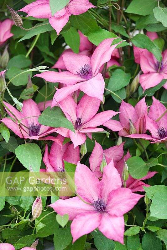 Clematis Giselle ™