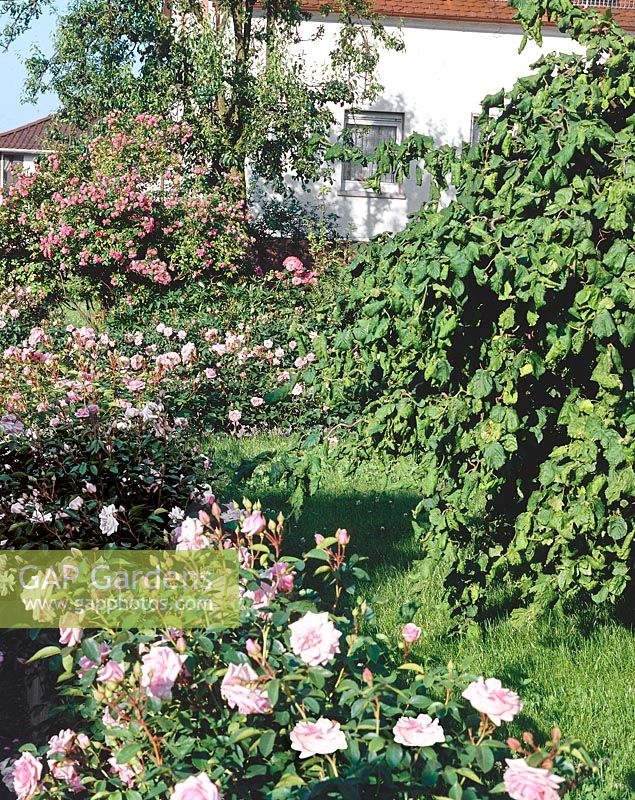Garden scene with Rosa Pink Grootendorst, Rosa Diadem