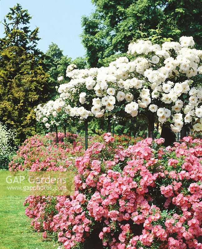 Rose garden with Rosa Ferdy and Rosa Schneewittchen