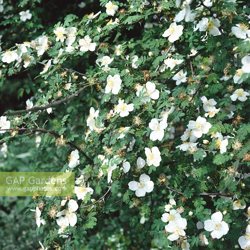 Rosa sericea subsp. omeiensis f. pteracantha