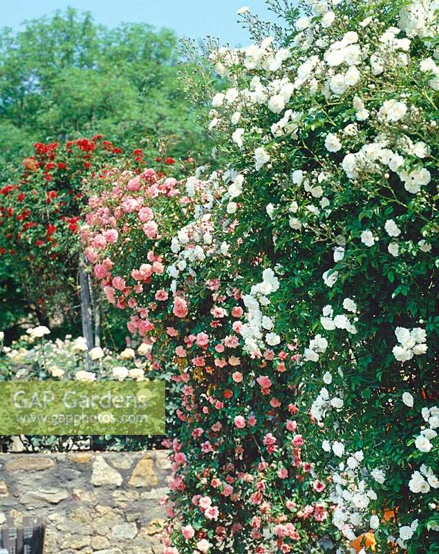 Rose garden with Rosa Thalia