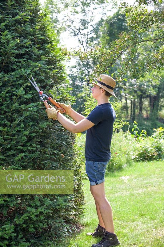 Gardener pruning a yew