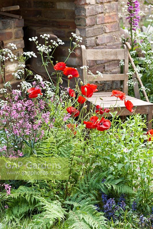 Perennial mix with Papaver