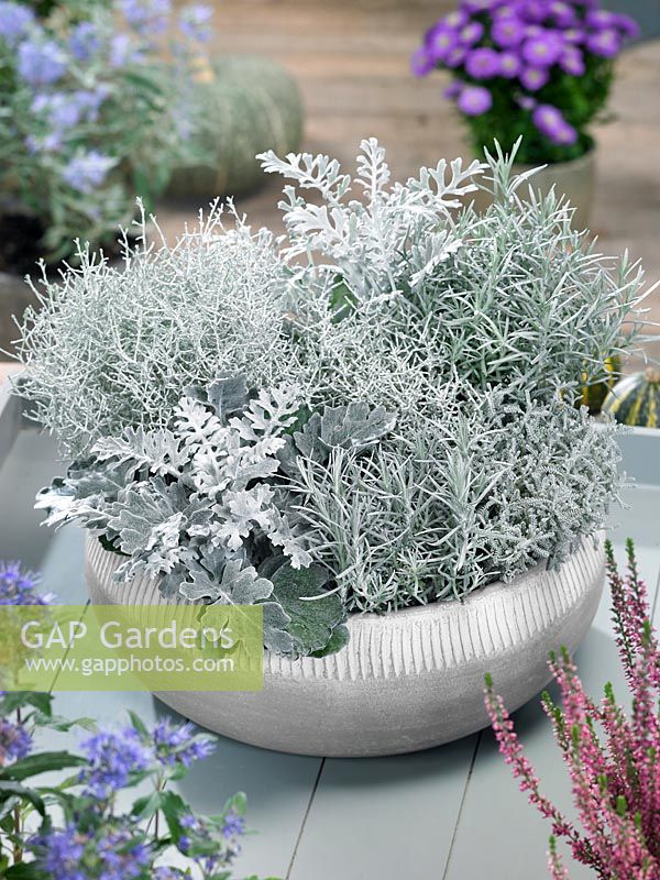 Fall plant container in silver shades