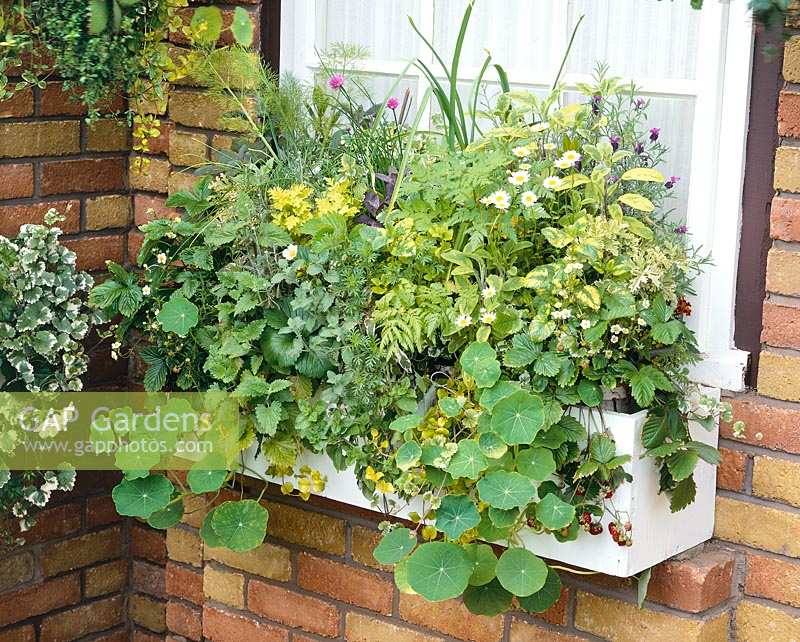 Window box with annuals and herbs