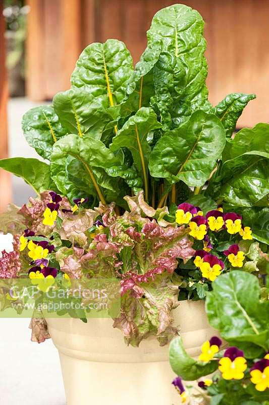 Plant container with annuals and vegetables