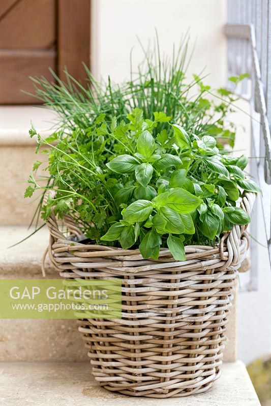 Basket with mixed herbs