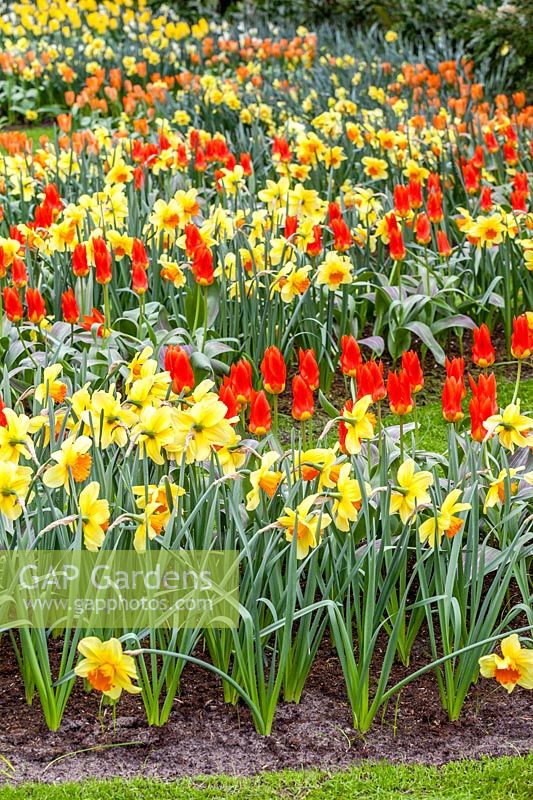 Tulipa fosteriana Juan and Narcissus Large Cupped Fortissimo