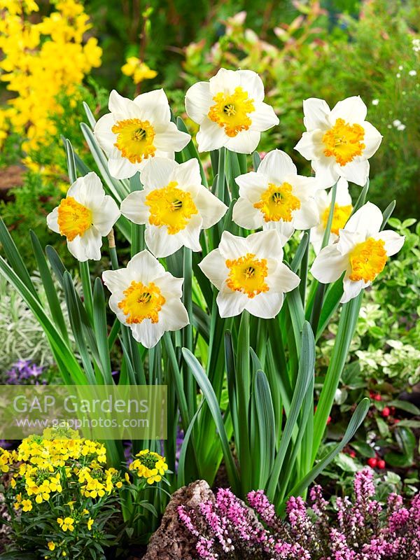 Narcissus Large Cupped Marjorie Hine
