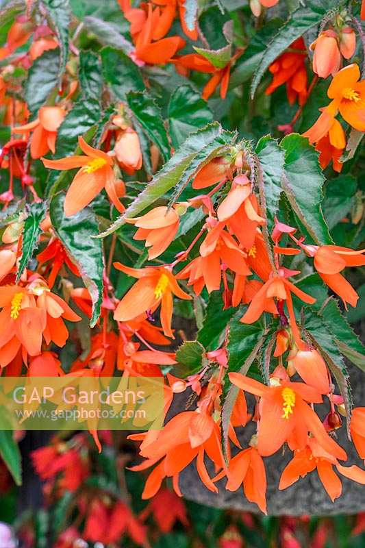 Begonia Waterfall ® Encanto Orange