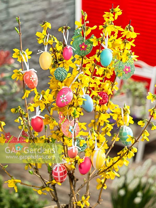 Easter decoration with Forsythia Goldrausch