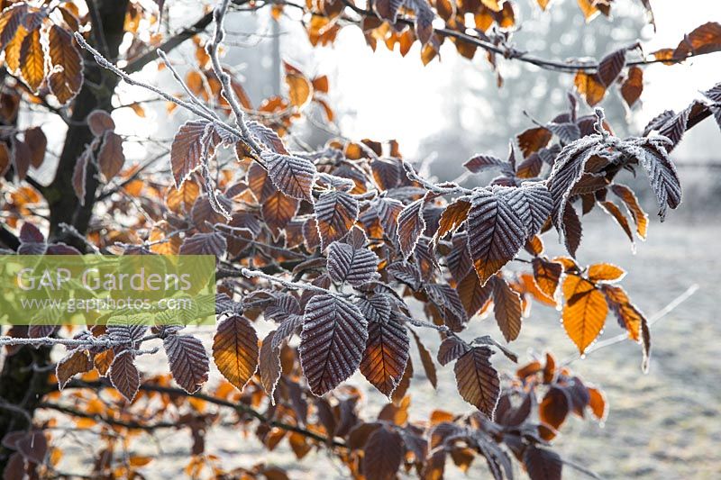 Winter impression with Carpinus betulus